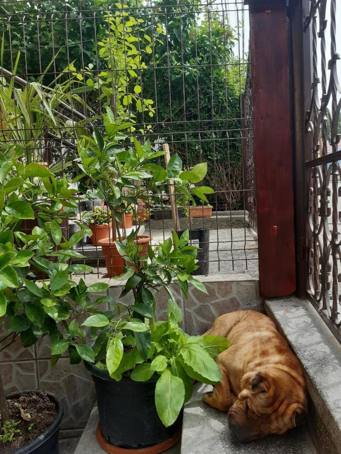 Pensiunea Cristiana Guest house Curtea De Arges