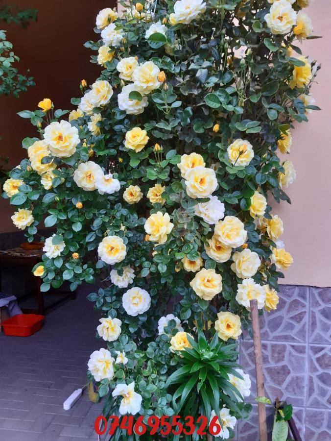 Pensiunea Cristiana 3* Curtea De Arges