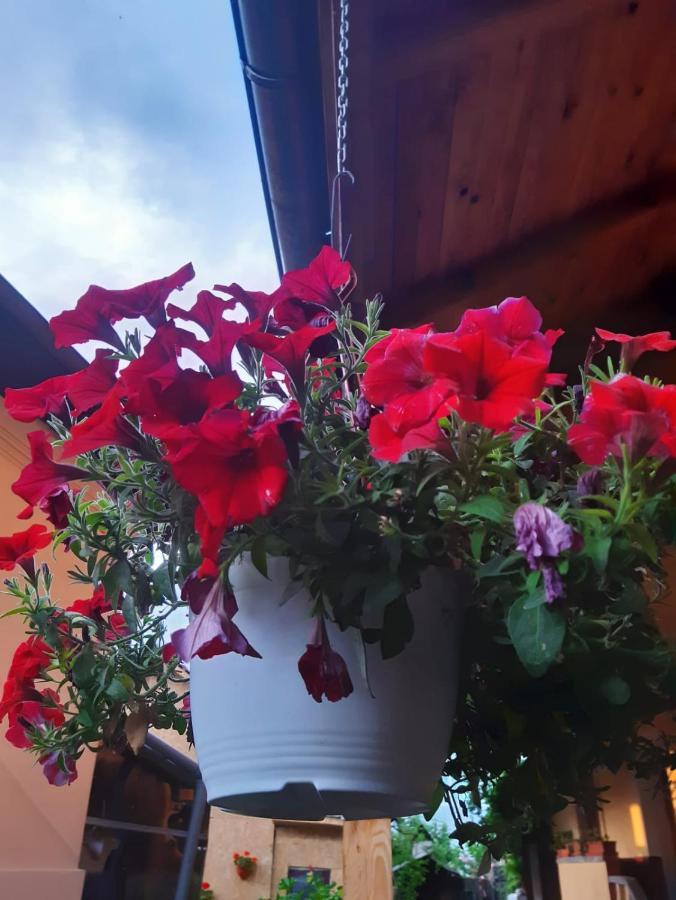 Pensiunea Cristiana Guest house